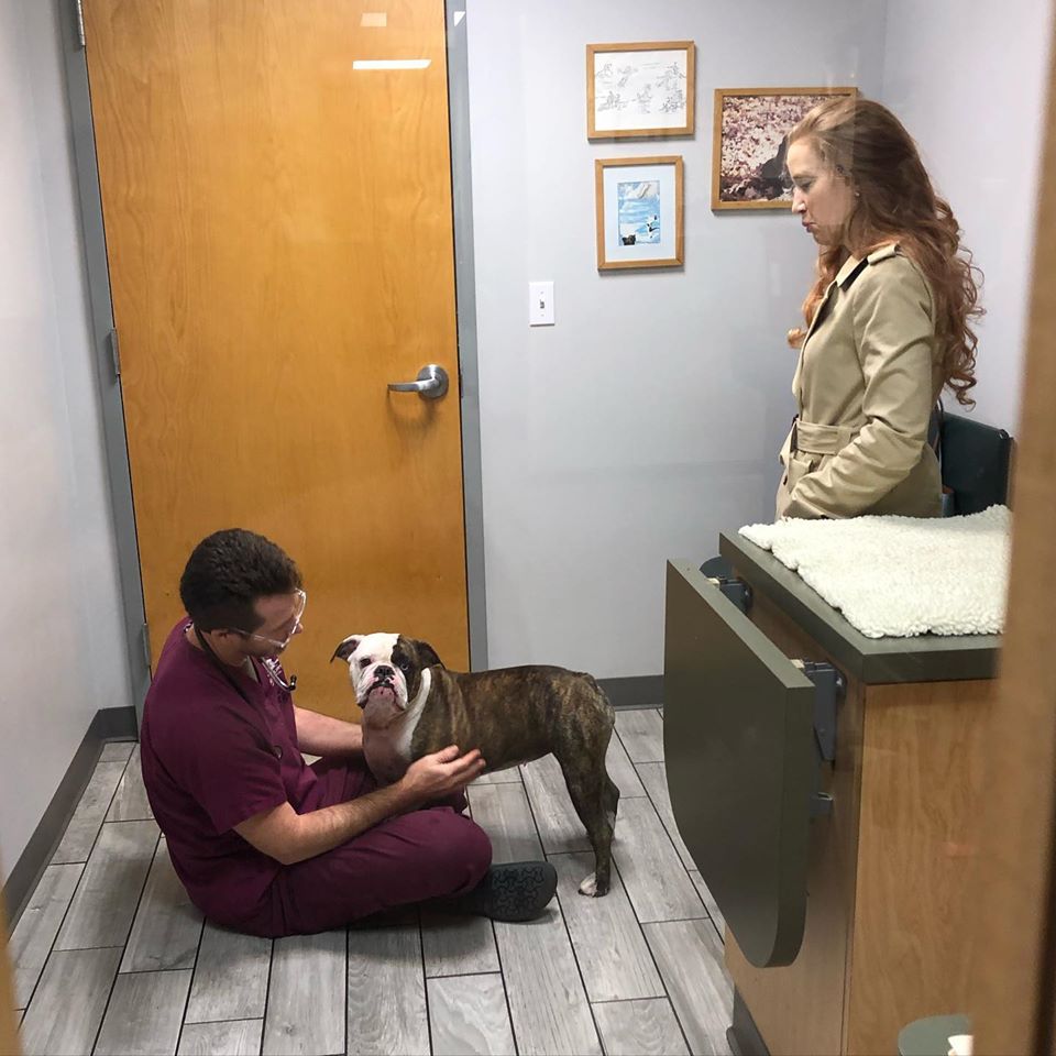 Dog getting checkup